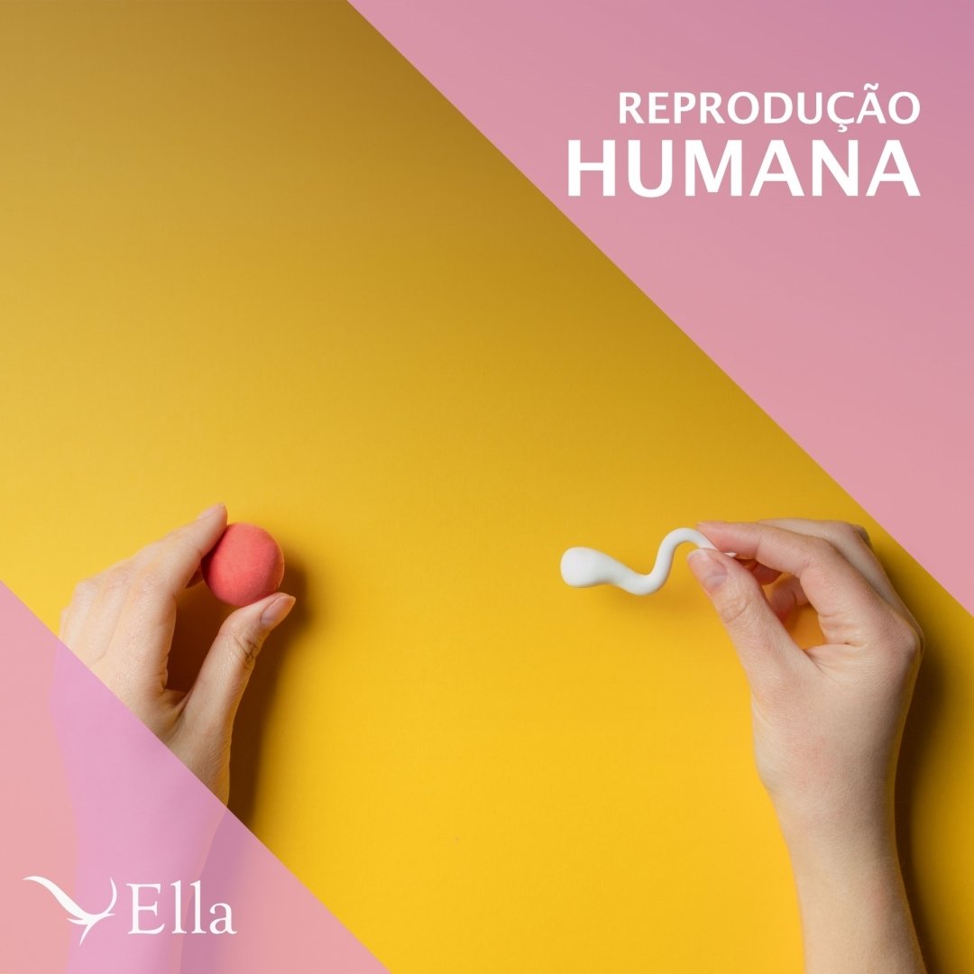 Read more about the article Reprodução humana