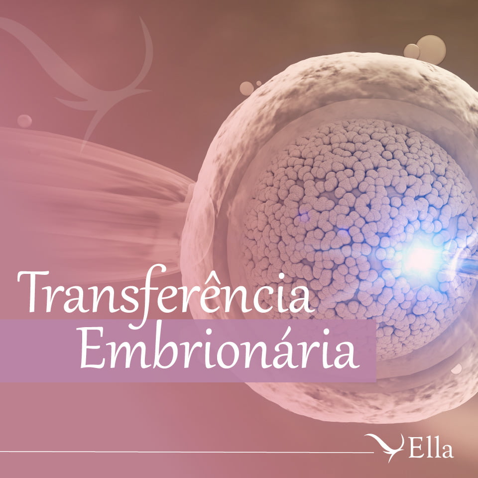 No momento, você está visualizando Transferência embrionária